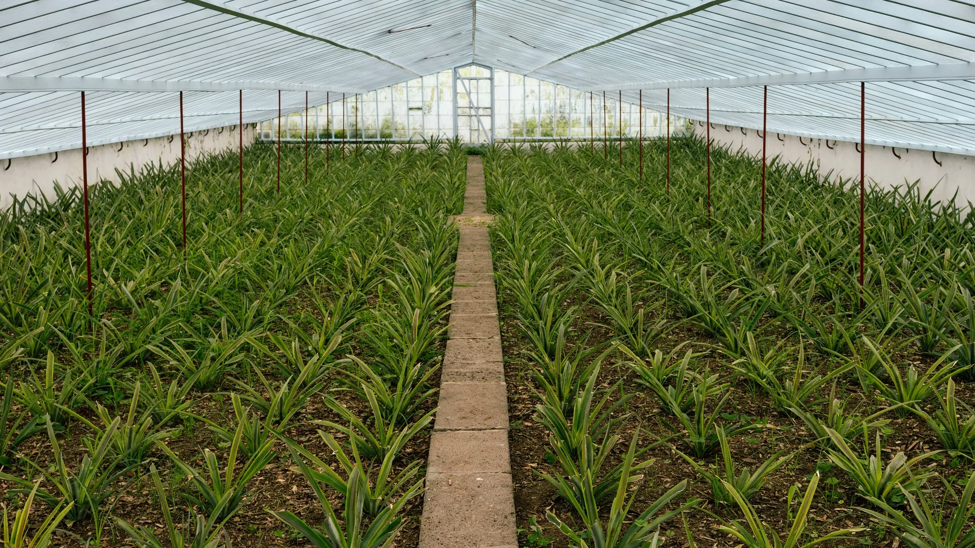 Green Fields greenhouse